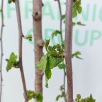 Moruša biela (Morus alba) ´ALBA PENDULA´ - výška 110-130 cm, obvod kmeňa 8/10 cm, kont. C30L - ČIERNOPLODÁ